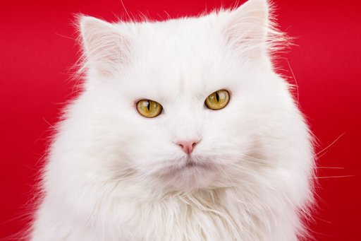 У кошек существует так много рисунков шерсти и сочетаний цветов, что возможности поистине безграничны. Но знаете ли вы, какой однотонный окрас является самым редким в кошачьем мире? Это белые кошки!