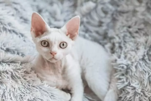 У кошек существует так много рисунков шерсти и сочетаний цветов, что возможности поистине безграничны. Но знаете ли вы, какой однотонный окрас является самым редким в кошачьем мире? Это белые кошки!-2