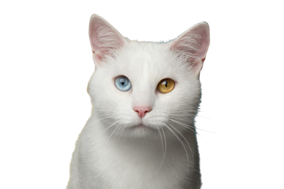 У кошек существует так много рисунков шерсти и сочетаний цветов, что возможности поистине безграничны. Но знаете ли вы, какой однотонный окрас является самым редким в кошачьем мире? Это белые кошки!-3