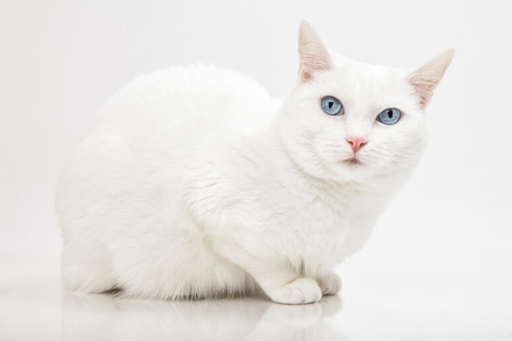 У кошек существует так много рисунков шерсти и сочетаний цветов, что возможности поистине безграничны. Но знаете ли вы, какой однотонный окрас является самым редким в кошачьем мире? Это белые кошки!-4