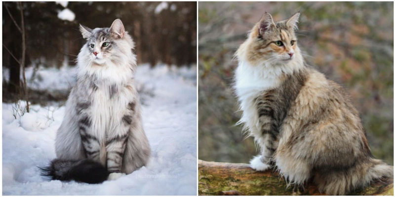 Мы знаем, что мейн-куны - большие, и пушистые кошки, но в кошачьем мире есть еще одна порода кошек, которая не менее великолепна. Настолько, что считается, что именно они были кошками викингов!