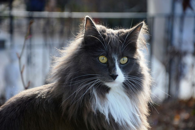 Мы знаем, что мейн-куны - большие, и пушистые кошки, но в кошачьем мире есть еще одна порода кошек, которая не менее великолепна. Настолько, что считается, что именно они были кошками викингов!-2