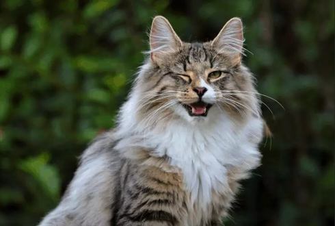 Мы знаем, что мейн-куны - большие, и пушистые кошки, но в кошачьем мире есть еще одна порода кошек, которая не менее великолепна. Настолько, что считается, что именно они были кошками викингов!-3