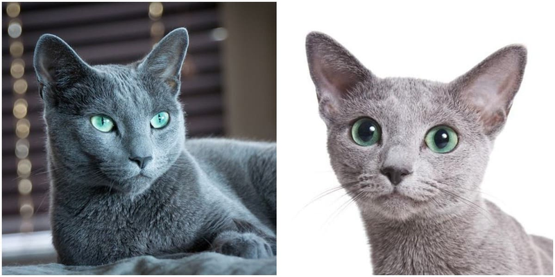 Ослепительные зеленые глаза, освещающие комнату, и шерсть, сверкающая, как серебро, - русская голубая кошка обладает поистине яркой внешностью.