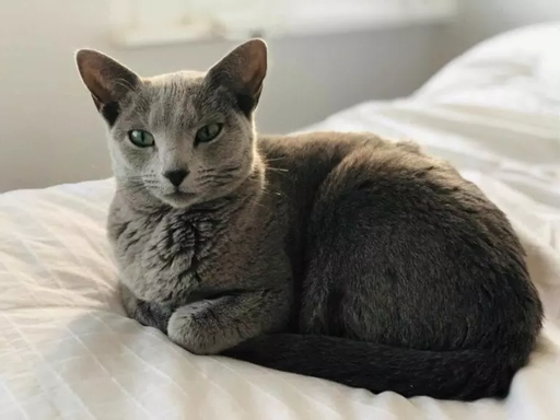 Ослепительные зеленые глаза, освещающие комнату, и шерсть, сверкающая, как серебро, - русская голубая кошка обладает поистине яркой внешностью.-2
