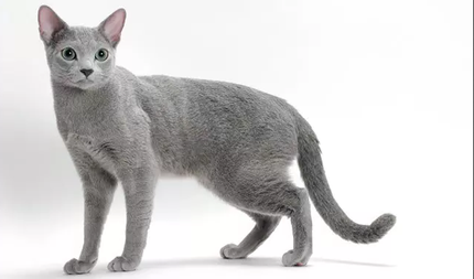 Ослепительные зеленые глаза, освещающие комнату, и шерсть, сверкающая, как серебро, - русская голубая кошка обладает поистине яркой внешностью.-3