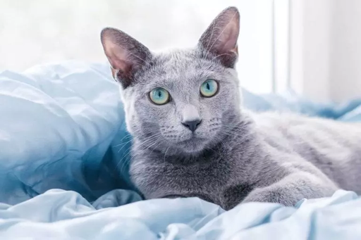 Ослепительные зеленые глаза, освещающие комнату, и шерсть, сверкающая, как серебро, - русская голубая кошка обладает поистине яркой внешностью.-4