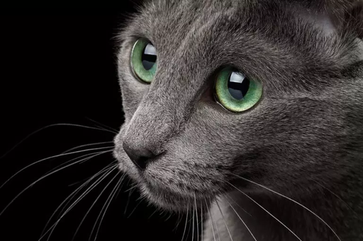 Ослепительные зеленые глаза, освещающие комнату, и шерсть, сверкающая, как серебро, - русская голубая кошка обладает поистине яркой внешностью.-6