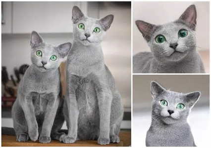 Ослепительные зеленые глаза, освещающие комнату, и шерсть, сверкающая, как серебро, - русская голубая кошка обладает поистине яркой внешностью.-7