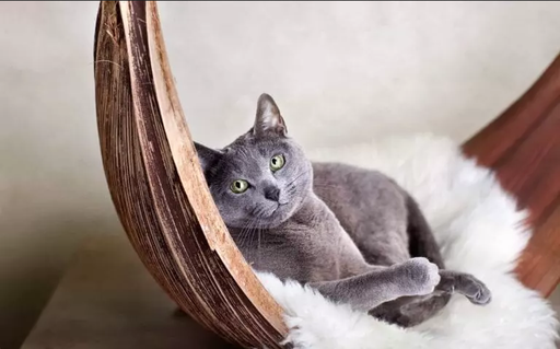 Ослепительные зеленые глаза, освещающие комнату, и шерсть, сверкающая, как серебро, - русская голубая кошка обладает поистине яркой внешностью.-8