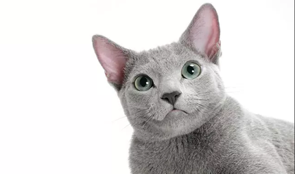 Ослепительные зеленые глаза, освещающие комнату, и шерсть, сверкающая, как серебро, - русская голубая кошка обладает поистине яркой внешностью.-9