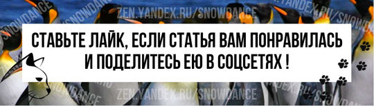 На самом деле это такой окрас кошек, черно белый. По правильному этот окрас называется «смокинг». По моему, это гораздо лучше звучит?-3