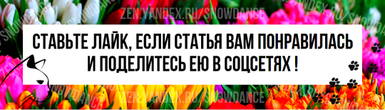 Такой вопрос иногда мне задают. Пишут, что для кошек это стресс и все такое))) Отвечу на этот вопрос - и зачем, и почему))) Итак: Зачем кошке выставка? Выставки проводят клубы кошек (и собак так же).-4