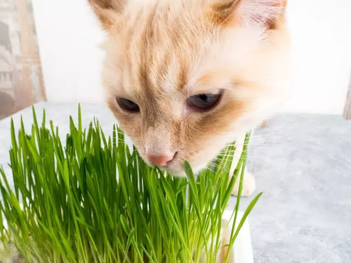 Многие кошки любят жевать зеленые растения или траву. Но почему кошки едят траву? Давайте рассмотрим несколько причин.  1. Трава - это природное слабительное Это немного грубо...
