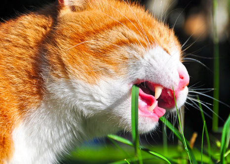 Многие кошки любят жевать зеленые растения или траву. Но почему кошки едят траву? Давайте рассмотрим несколько причин.  1. Трава - это природное слабительное Это немного грубо...-2
