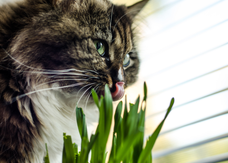Многие кошки любят жевать зеленые растения или траву. Но почему кошки едят траву? Давайте рассмотрим несколько причин.  1. Трава - это природное слабительное Это немного грубо...-3