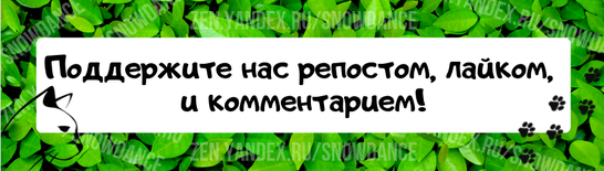 Наших любимых кошек можно найти лежащими или дремлющими во многих местах по всему дому практически в любое время суток.-5