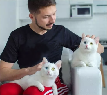 Кошки Айрисс и Абисс и их человеко-папа