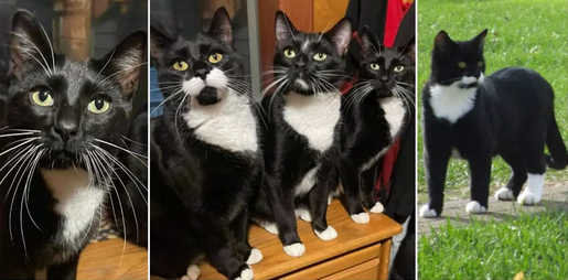 Родившиеся в июне 2019 года Дайсон, Кирби и Шарк попали к добросердечному человеку, который не смог устоять и подарил всем трем кошачьим родственникам любящий дом.
