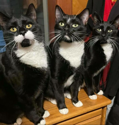 Родившиеся в июне 2019 года Дайсон, Кирби и Шарк попали к добросердечному человеку, который не смог устоять и подарил всем трем кошачьим родственникам любящий дом.-2