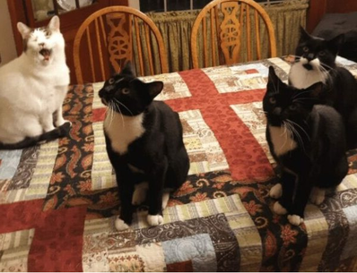 Родившиеся в июне 2019 года Дайсон, Кирби и Шарк попали к добросердечному человеку, который не смог устоять и подарил всем трем кошачьим родственникам любящий дом.-7