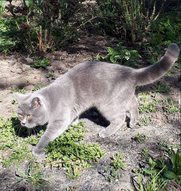 В Ростове живет милый котик, который привлекает внимание своей интересной внешностью.-6