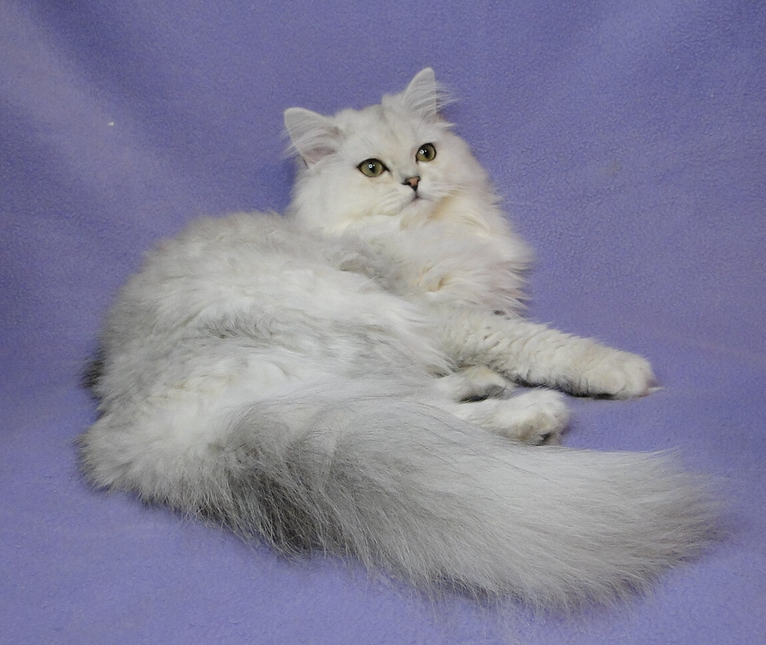 Айс - серебряный шотландский котик